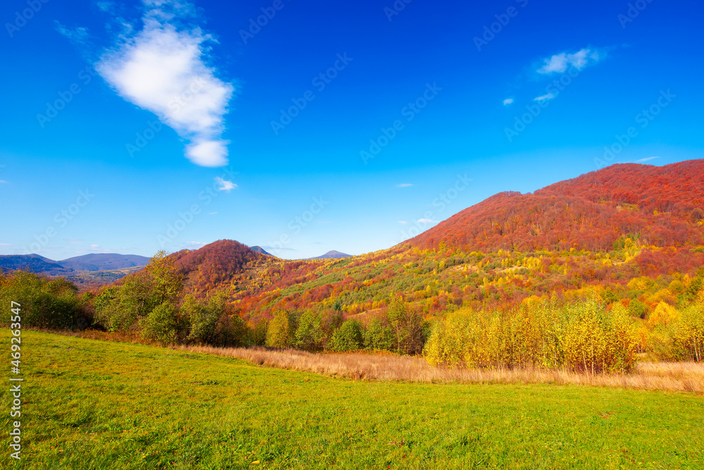 autumnal landscape in carpathian mountains. trees in colorful foliage on a grassy hills rolling in to the distant ridge. beautiful scenery on a warm sunny day with clouds on the sky