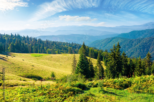 sunny summer landscape of carpathian mountains. forest and meadows on the hills rolling in to the distant valley. ridge beneath a sky with dynamic cloud formations