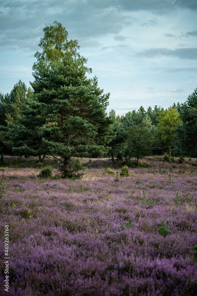 a beautiful field dotted with flowering heather and a picturesque Christmas tree