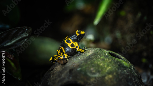 Photos Exotic Dendrobates leucomelas sits on a rotten coconut shell