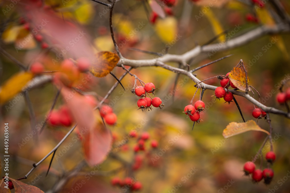 bush with bright red fruits on a background of yellowed autumn leaves bush with bright red fruits on a background of yellowed autumn leaves