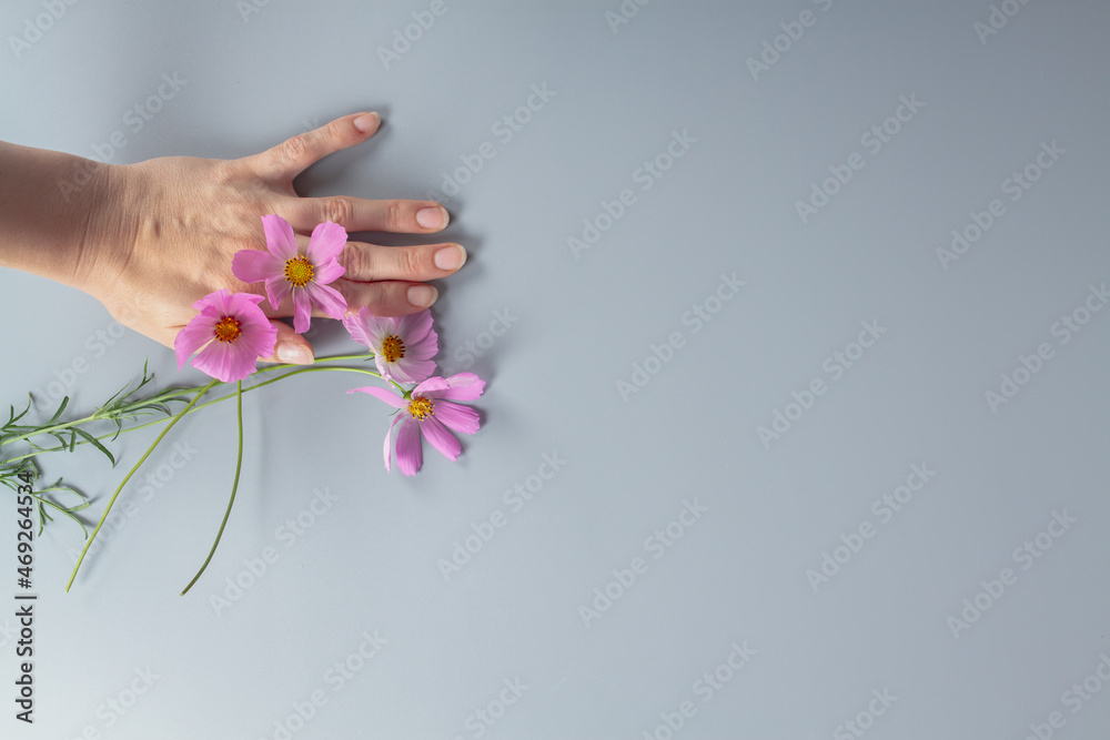 Holding pink flowers on a gray background on the palms of your hands
