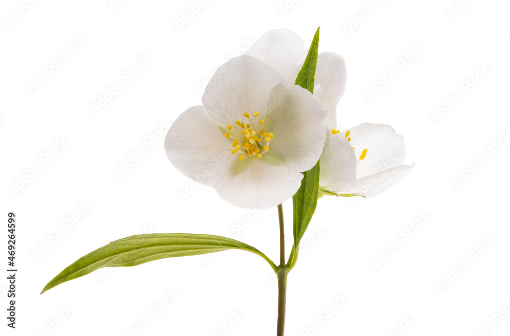 jasmine flowers isolated jasmine flowers isolated