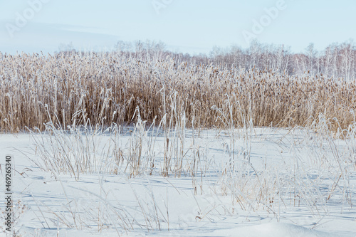 Winter landscape with snow-covered field and clear blue sky, grass covered with frost