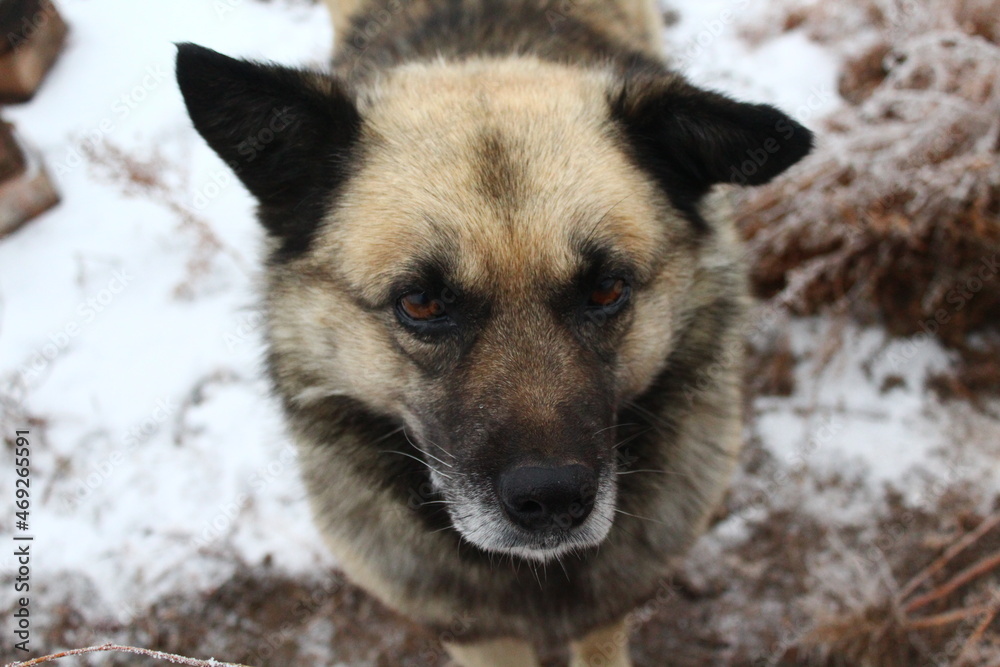 Naklejka premium Senior Dog in winter snow