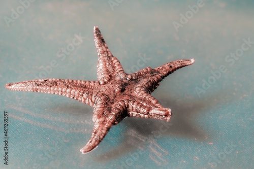 small starfish in macro photography