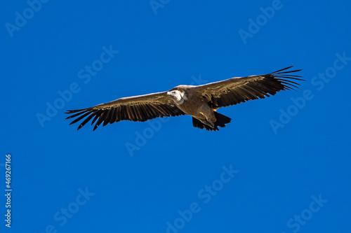Griffon vultures  Gyps fulvus flying around the Serrania de Cuenca at Una  Spain.