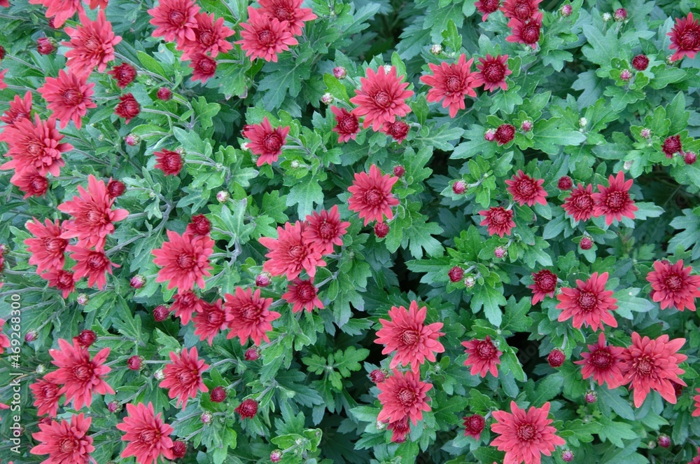 garden chrysanthemum bush with scarlet flowers close-up