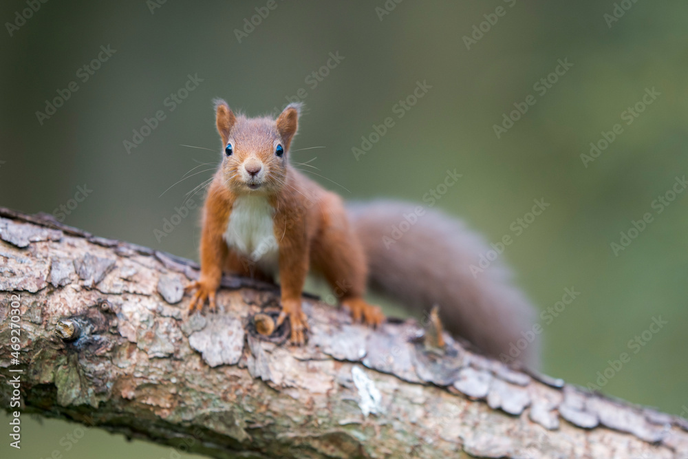 Eurasian red squirrel (Sciurus vulgaris) looking at camera while climbing tree trunk Eurasian red squirrel (Sciurus vulgaris) looking at camera while climbing tree trunk