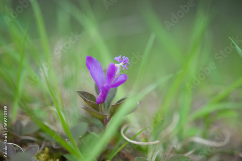 Fringed Polygala in the grass at edge of woods