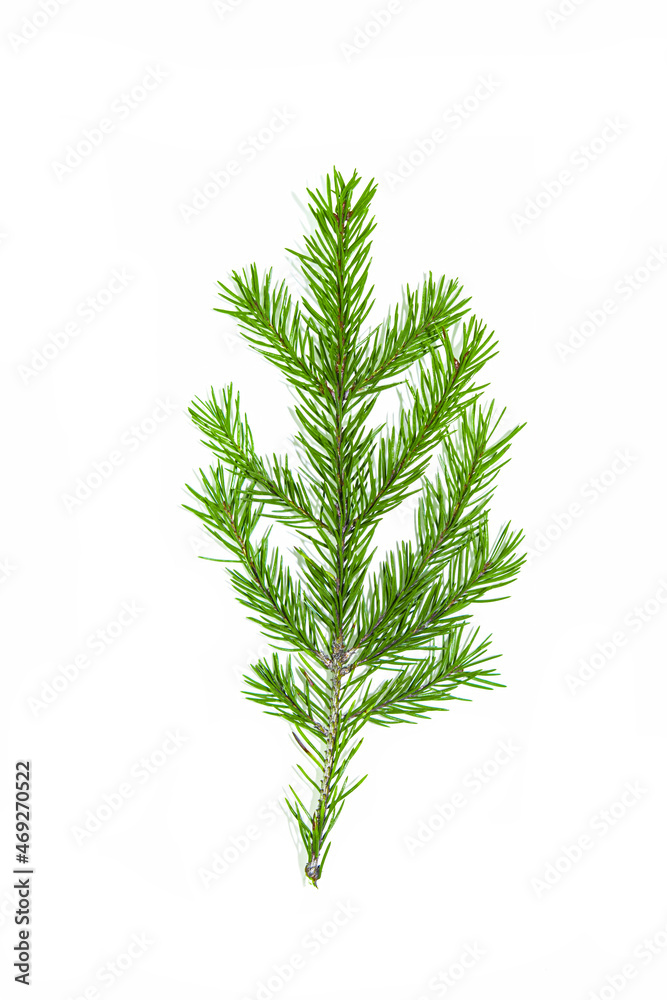 A branch of a green spruce on a white background with copy space.Blank, background for a holiday card for Christmas, new year A branch of a green spruce on a white background with copy space.Blank, background for a holiday card for Christmas, new year