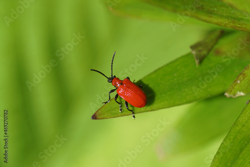 Scarlet lily beetle (Lilioceris lilii). Tribe Criocerini. Subfamily Criocerinae. Family Chrysomelidae. Isolated on a leaf of lily (Lilium) (members of which are true lilies Liliaceae . Dutch garden 