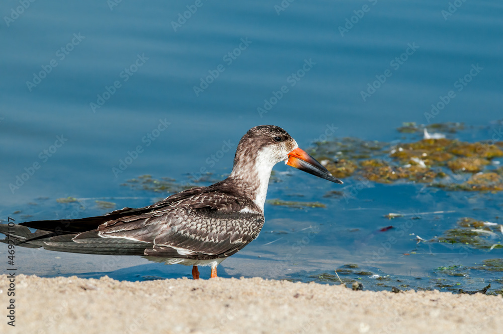 Immature Black Skimmer (Rhynchops niger) in Malibu Lagoon, California, USA Immature Black Skimmer (Rhynchops niger) in Malibu Lagoon, California, USA