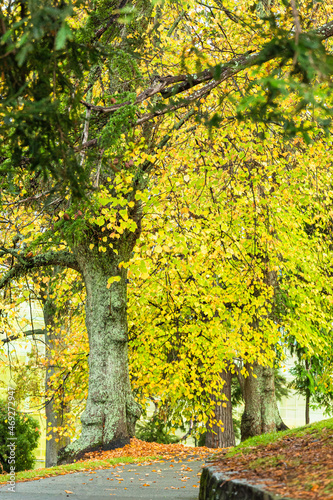 ニュージーランド ネルソンの市街地にある紅葉で黄色に色づいた街路樹