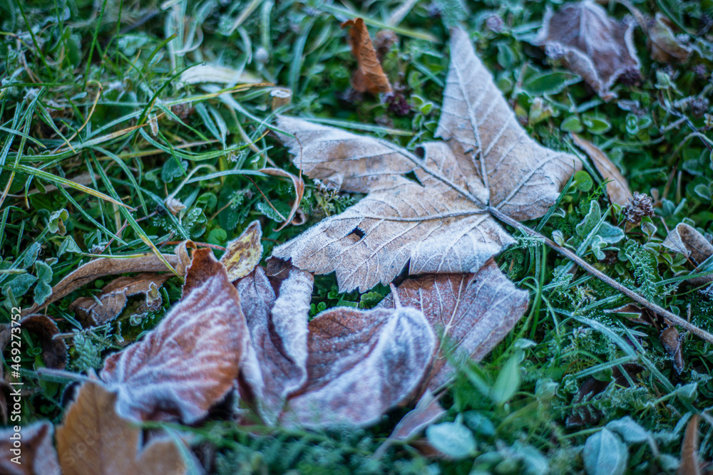 Naklejka premium first frost on dry leaves in late autumn, early frost on plants, frost is a natural phenomenon.
