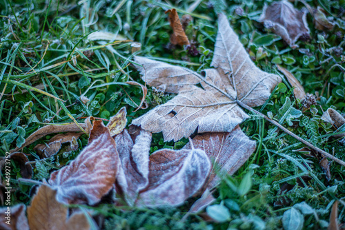 first frost on dry leaves in late autumn, early frost on plants, frost is a natural phenomenon.