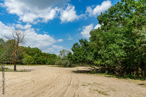 Different views from Caraorman forest,  Danube Delta area,  Romania,  in a summer sunny day