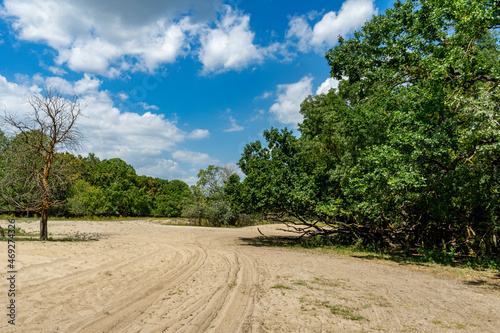 Different views from Caraorman forest,  Danube Delta area,  Romania,  in a summer sunny day
