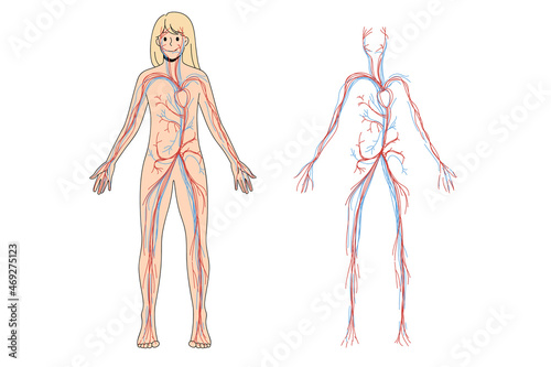 Woman arterial and venous circulatory system. Female blood vessel diagram on education poster or banner. Person medical infographics. Science and medicine concept. Flat vector illustration. 