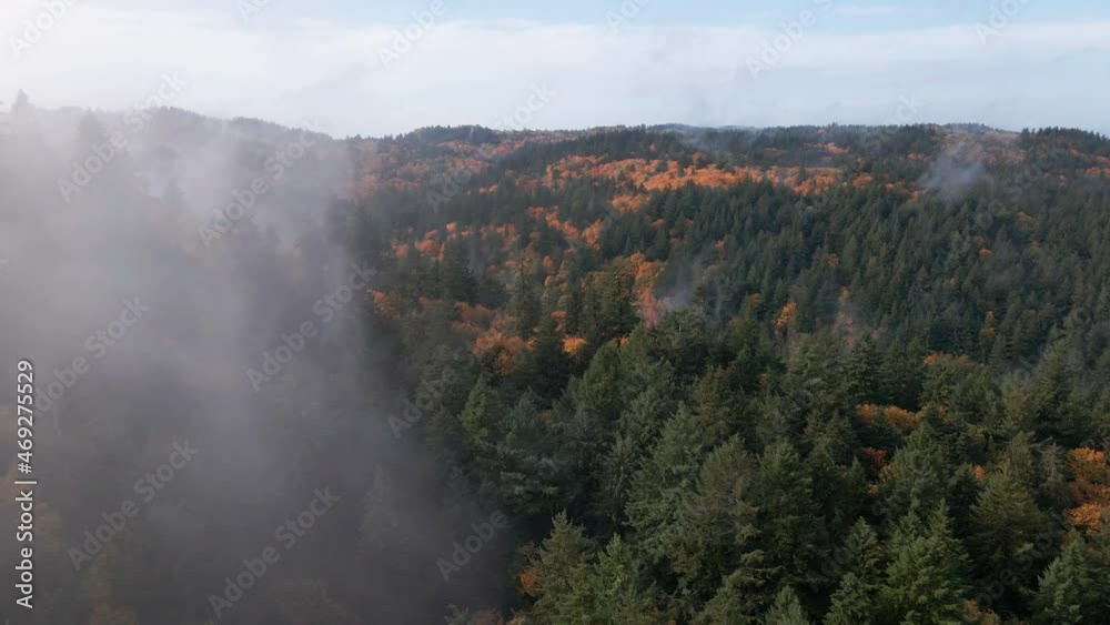 Fog Above Forest on Autumn Day. Aerial View, Green Conifers and Yellow Deciduous Trees on Hills Above Portland, Oregon USA Fog Above Forest on Autumn Day. Aerial View, Green Conifers and Yellow Deciduous Trees on Hills Above Portland, Oregon USA