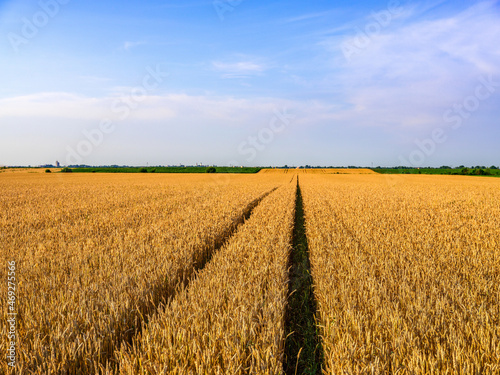 Golden ripe wheat field  agricultural landscape.