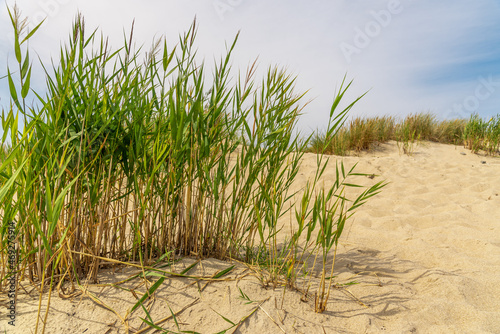 Sandy beach with grass on the seashore.