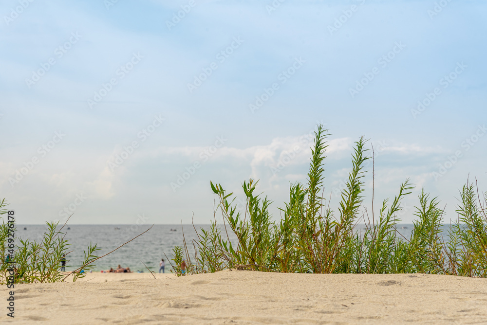 Sandy beach with grass on the seashore.