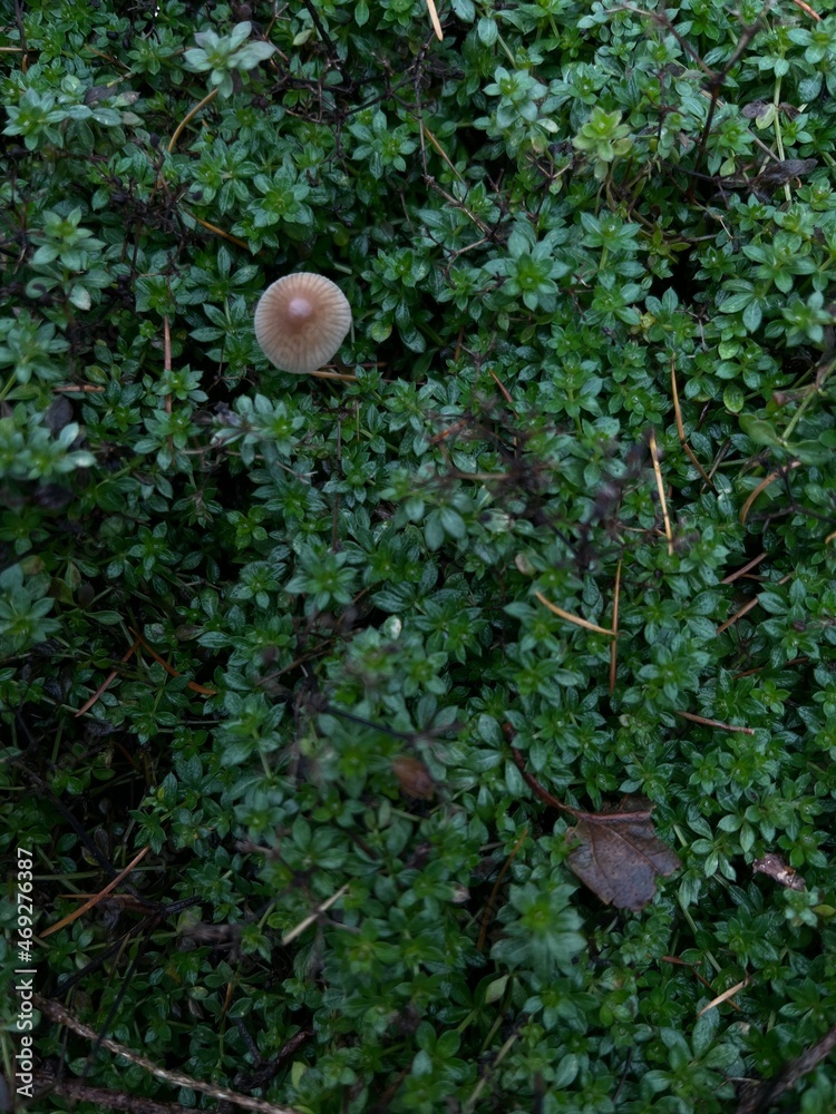 Gras und Pilz