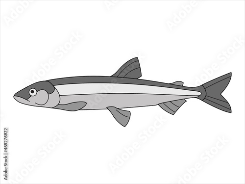Marine, river fish on an isolated background. Vector illustration in doodle style.