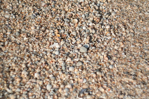 Small shells on sand beach, selective focus. Sea sand and shells texture. Background of thousands seashells and sea sand for a post, screensaver, wallpaper, postcard, poster, banner, cover, header