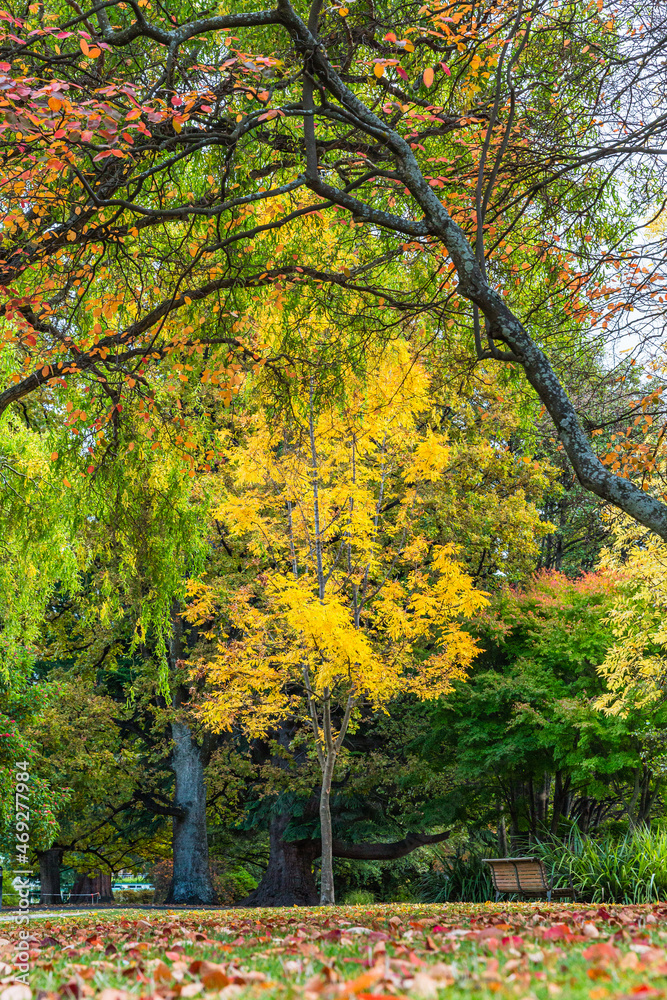 ニュージーランド　クイーンズタウンのワカティプ湖の岬にある植物園、クイーンズタウン・ガーデンズの秋の紅葉で色づいた木々