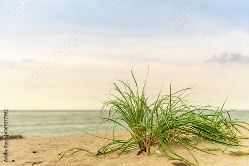 Sandy beach with grass on the seashore. © YuNIK