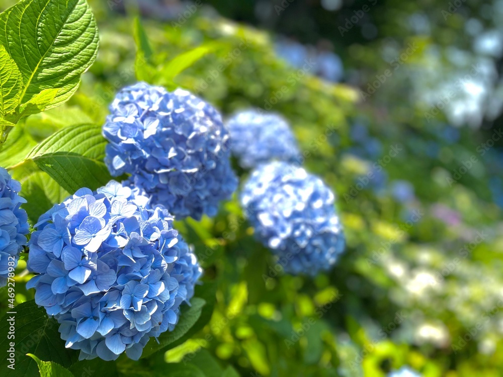 June, hydrangea in full bloom (Kamakura)