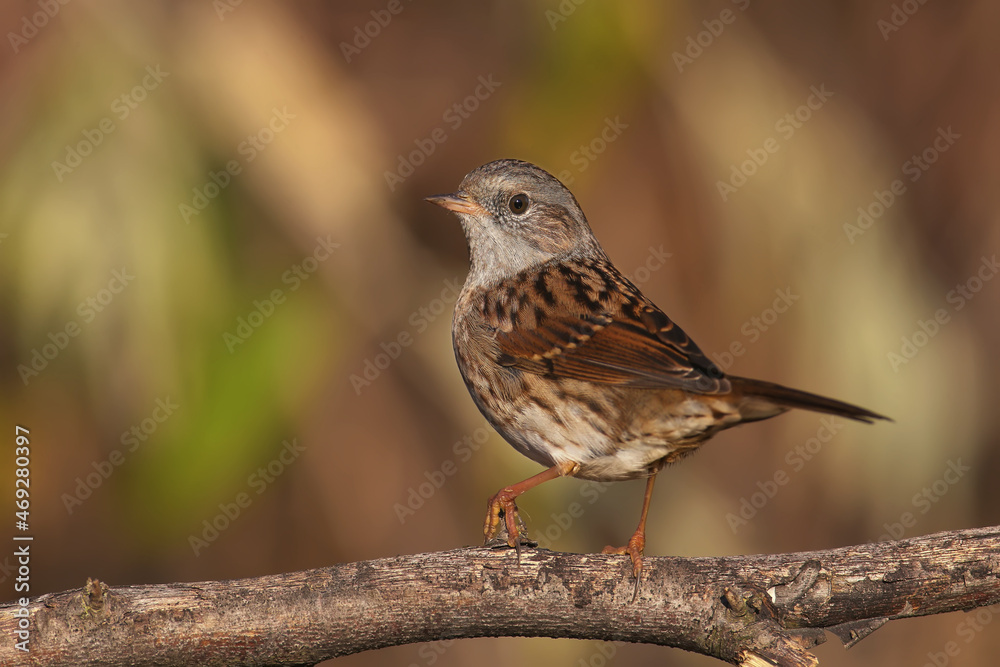 Very close-up photo of dunnock (Prunella modularis) in natural habitat. The bird sits on a thin branch in a dense bush in the morning sun. Close-up photo