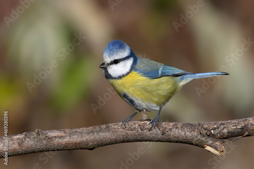 Close-up shot of Eurasian blue tit (Cyanistes caeruleus) sitting on a branch in an unusual position against a blurred background