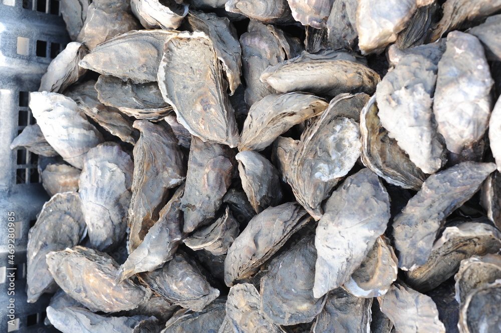 Fresh raw oysters in shells, seafood, fruit de mer Fresh raw oysters in shells, seafood, fruit de mer