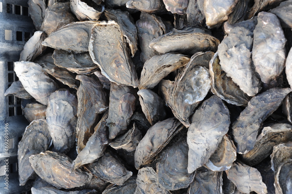 Fresh raw oysters in shells, seafood, fruit de mer Fresh raw oysters in shells, seafood, fruit de mer