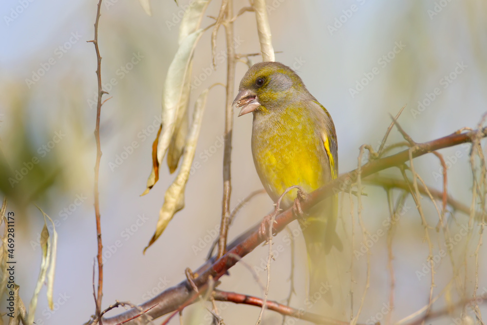 Obraz premium Close-up photo of a male greenfinch (Chloris chloris) eating ripe Russian olive berries (Elaeagnus angustifolia).