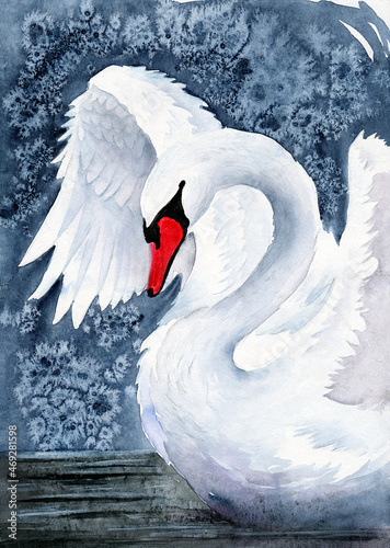Εκτύπωση καμβά Watercolor illustration of a graceful white swan flapping its wings on a dark bl