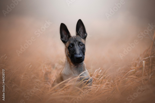 Obraz na plátně beautiful belgian shepherd malinois dog puppy in autumn background