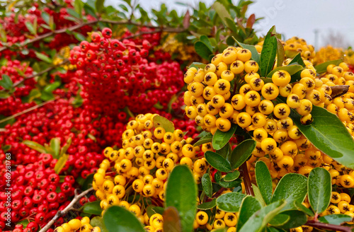red and yellow pyracantha photo
