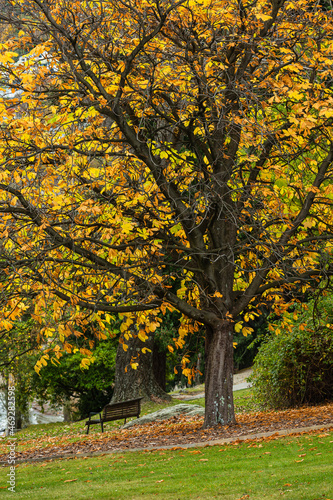 ニュージーランド 秋のクイーンズタウンのワカティプ湖の岬にある植物園、クイーンズタウン・ガーデンズの秋の紅葉で色づいた木々と落ち葉とベンチ