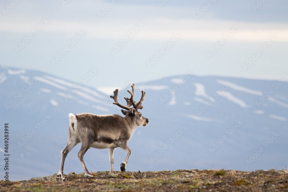 Obraz premium Reindeer in Svalbard, landscape behind it.