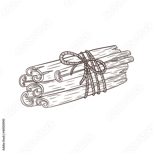 Tied Bunch of Cinnamon Sticks Engraved Illustration. Hand drawn seasonal spicy sketch for logo, recipe, print, sticker, menu design and decoration