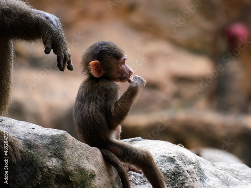 Photograph of a young hamadryas baboon with an adult close by photo