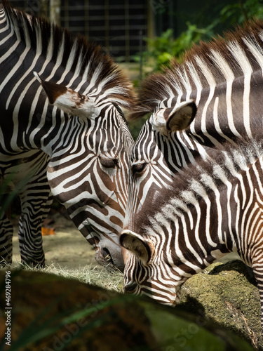 Photograph of zebras feeding at the zoo