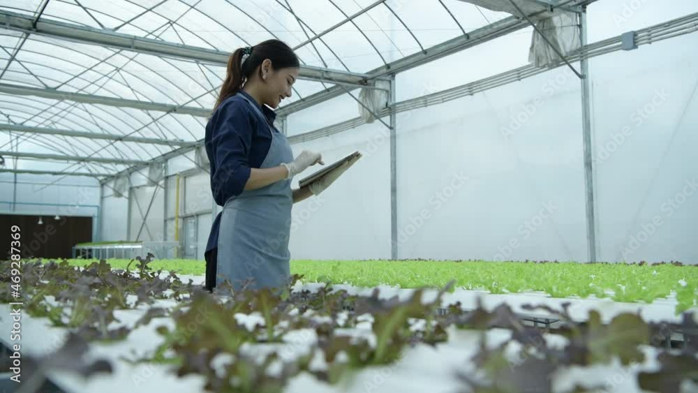 A new generation of asian young woman with organic vegetable business exploring the integrity of organic vegetables that are ready to be delivered to customers A new generation of asian young woman with organic vegetable business exploring the integrity of organic vegetables that are ready to be delivered to customers
