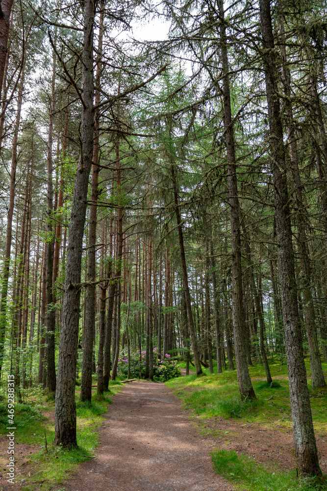 Obraz premium Road between trees at a forest