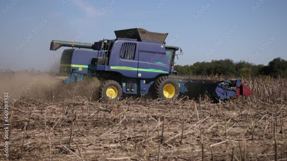 Dried sunflowers field during harvesting. Big green combine harvester machine working Dried sunflowers field during harvesting. Big green combine harvester machine working