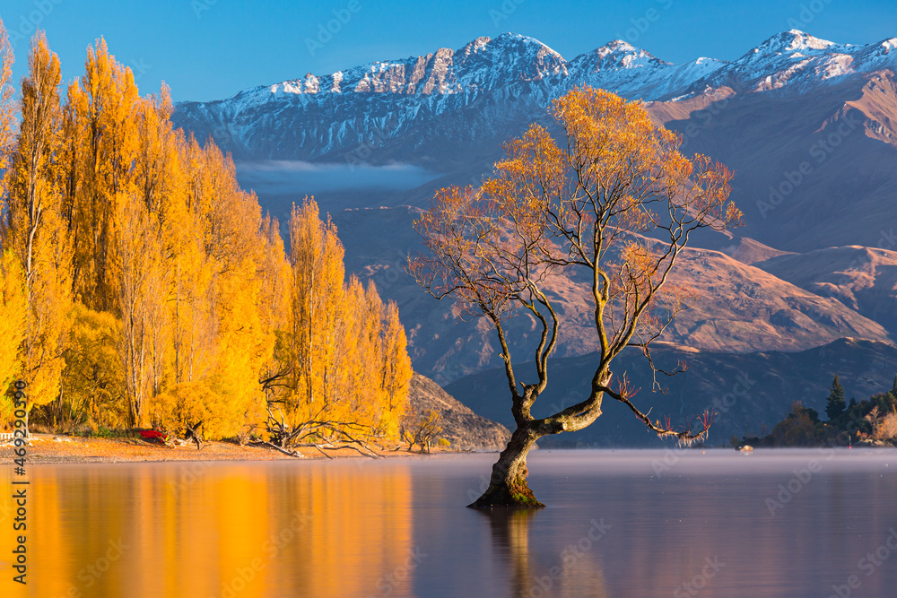 ニュージーランド　オタゴ地方の早朝のワナカ湖の湖畔の紅葉で黄色に染まった木々と湖内に立つワナカ・ツリーと後ろに見える南アルプス山脈